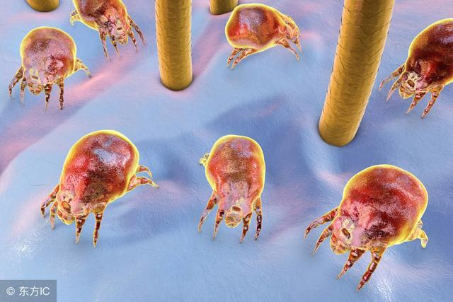 脸上螨虫多毛孔超级大怎么办,脸上螨虫过亿只需一招