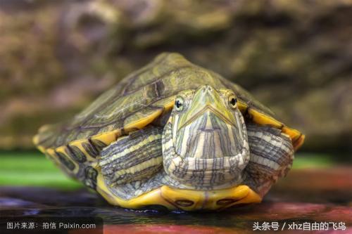 新手养龟该注意什么,新手养龟该怎么养