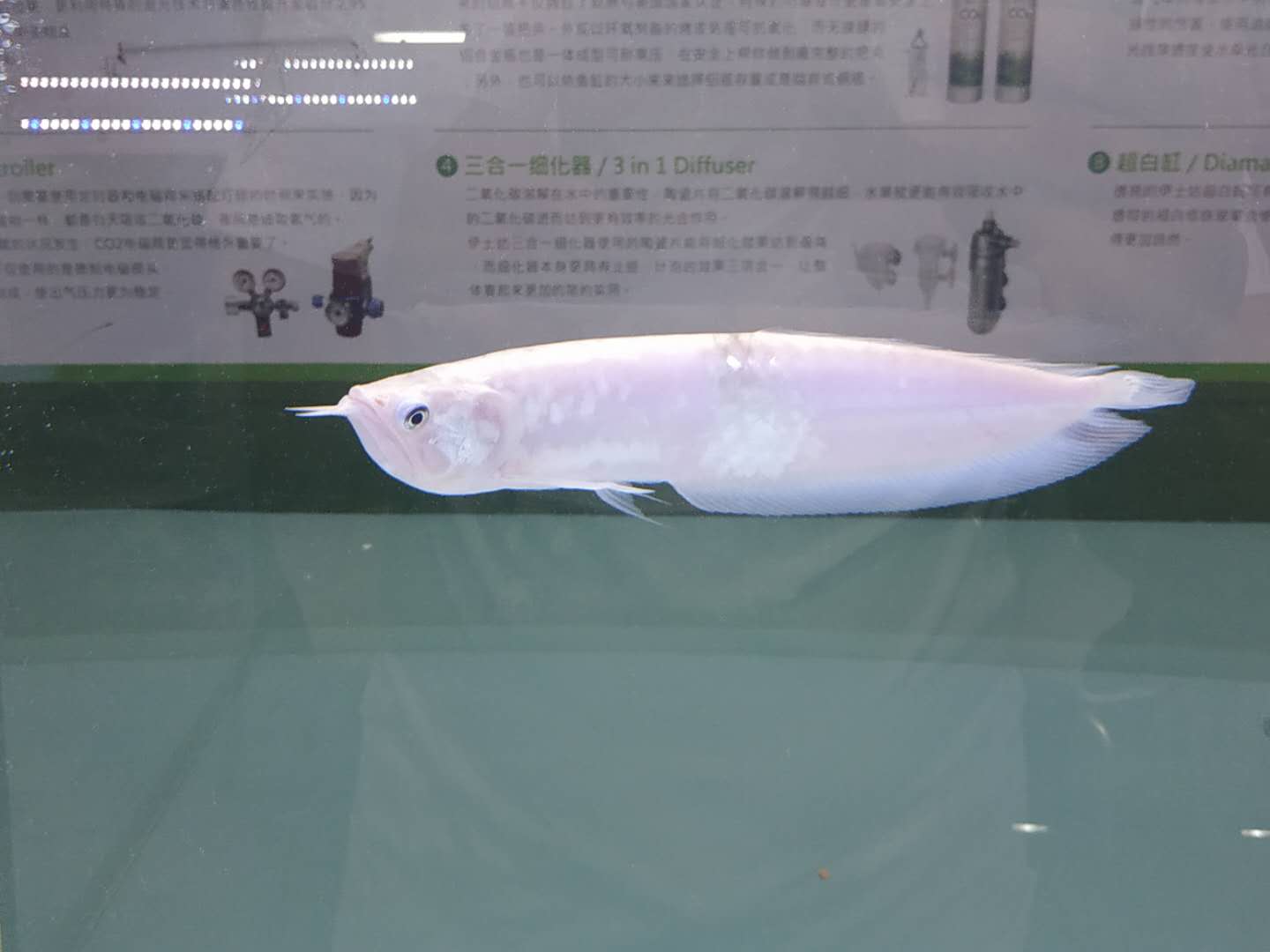 十大顶级巨型观赏鱼视频播放,顶级观赏鱼高清全屏视频