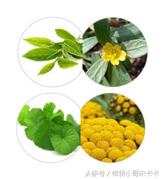 持久清爽混油皮平价气垫,一分钟就搞定妆容的蝴蝶气垫