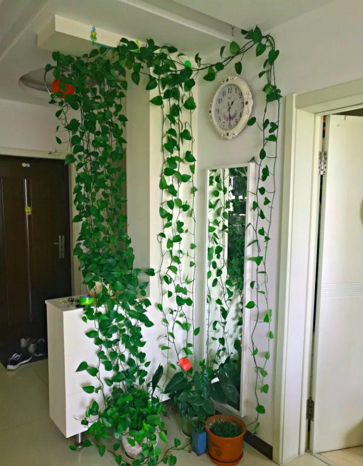 绿萝养得好的秘密,绿萝长得太长会有什么不吉利吗