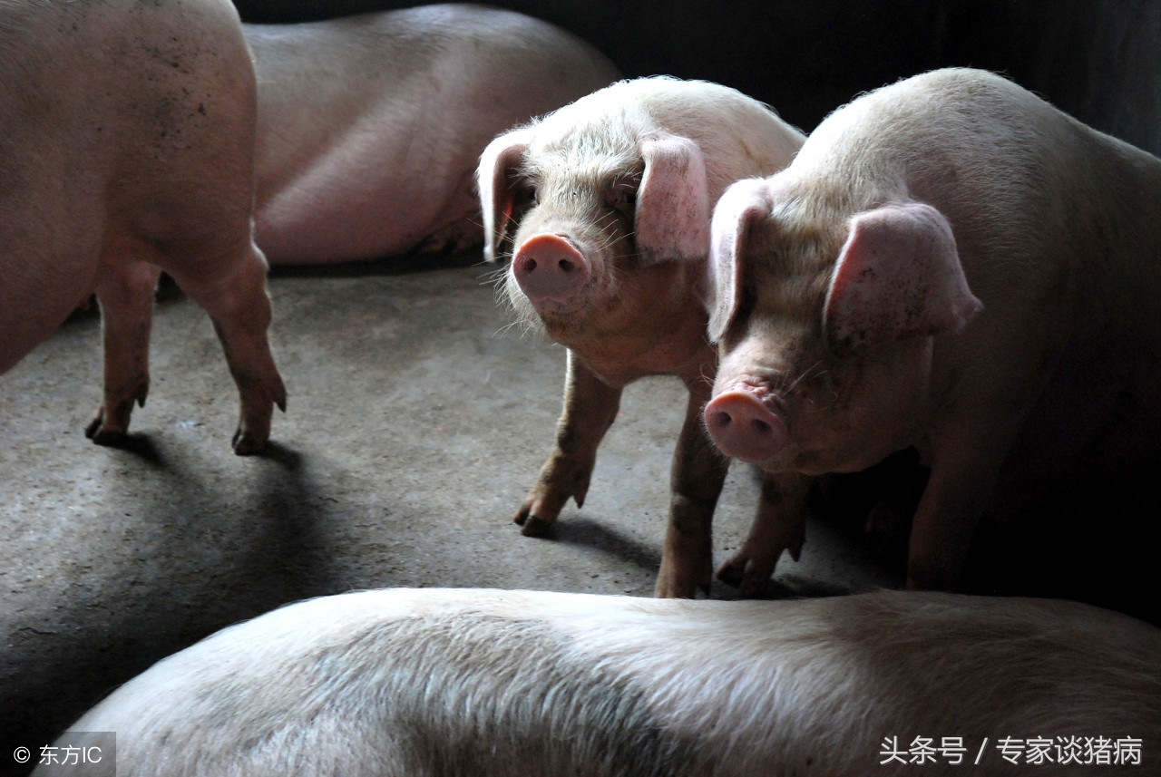 猪场怎样预防咳喘,秋季咳喘