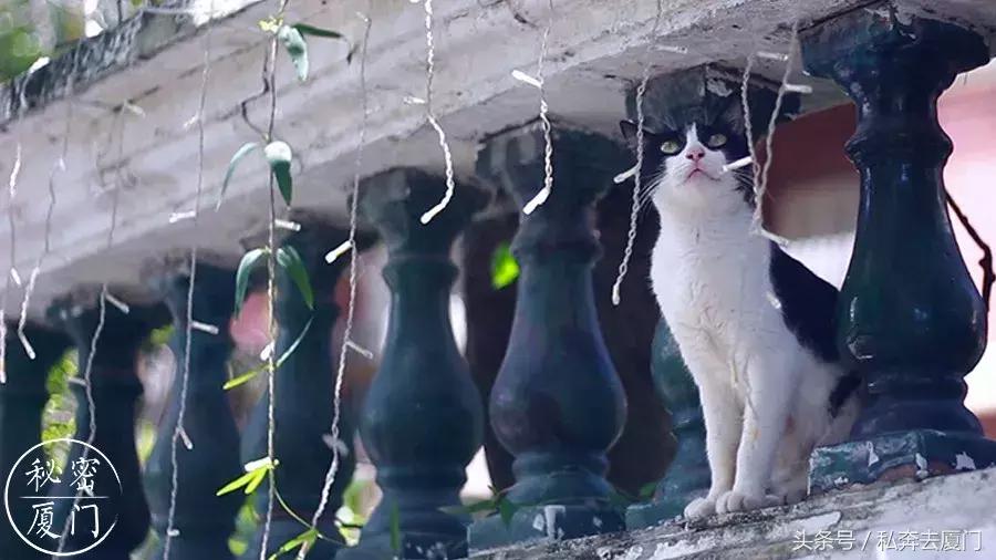 鼓浪屿自由行最佳攻略,鼓浪屿自由行攻略最佳时间