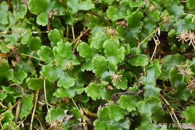 苔藓王国,奇妙的苔藓世界