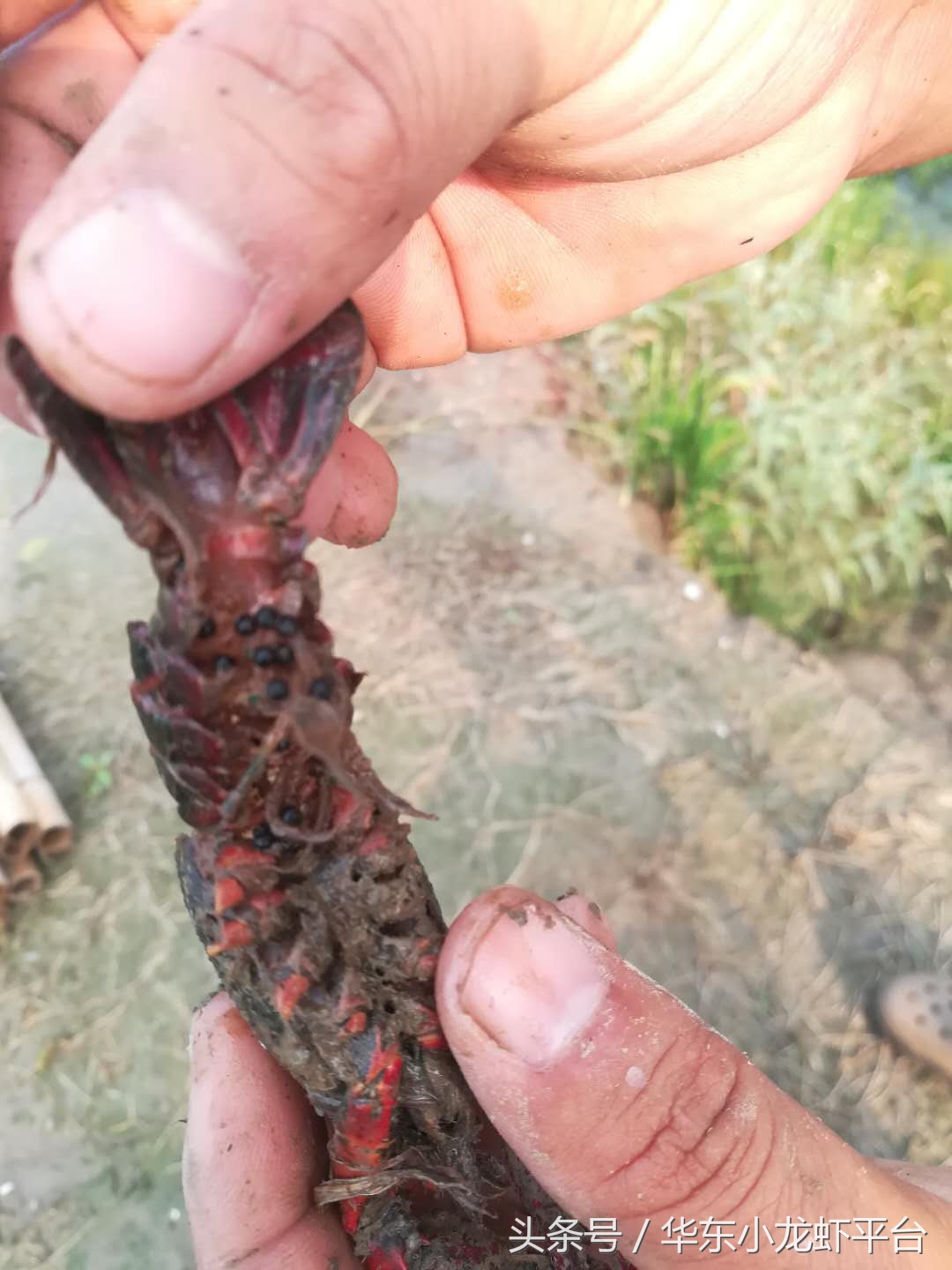 小龙虾如何判断受孕母虾,如何分辨小龙虾是不是准备产卵