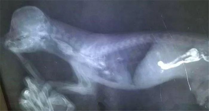 比熊狗狗经常呕吐是什么原因,比熊犬老是呕吐是怎么回事