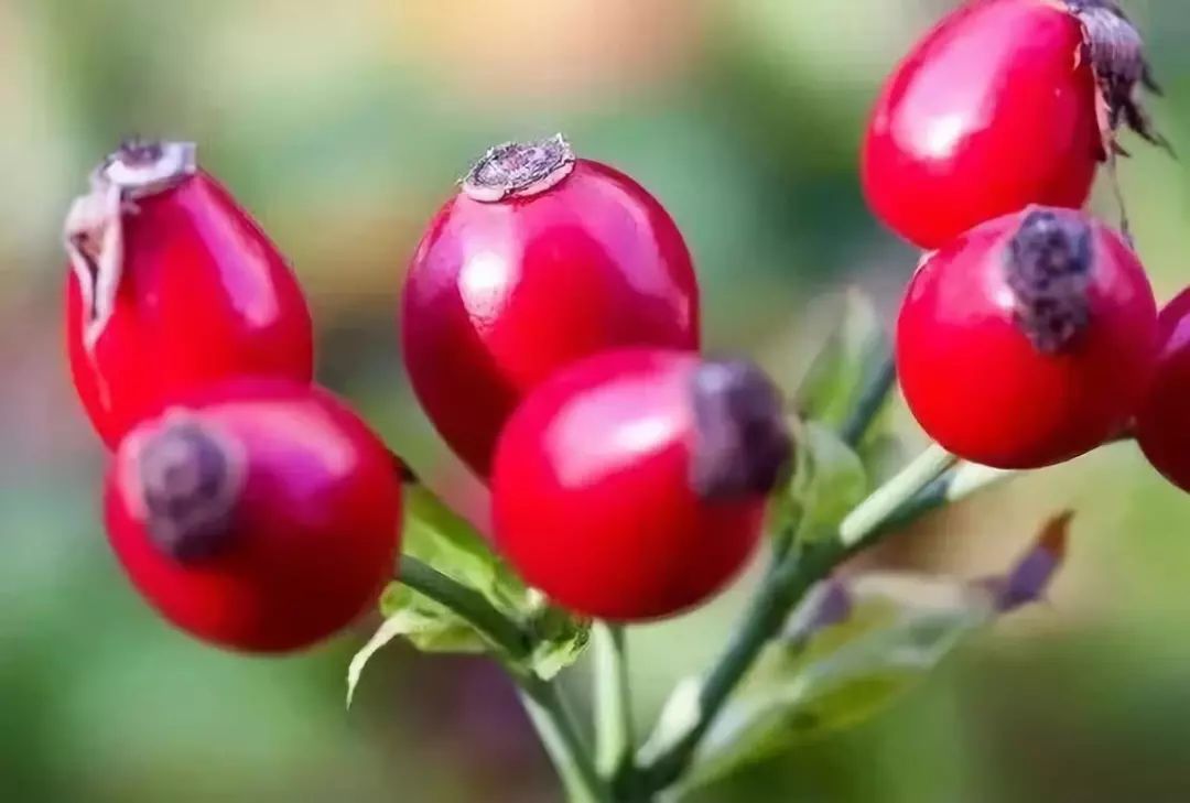 澳洲美白丸推荐,美白丸好物推荐