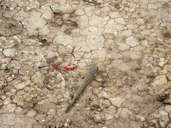观赏鱼长得像鲶鱼是什么鱼,体型大只像鲶鱼一样的鱼