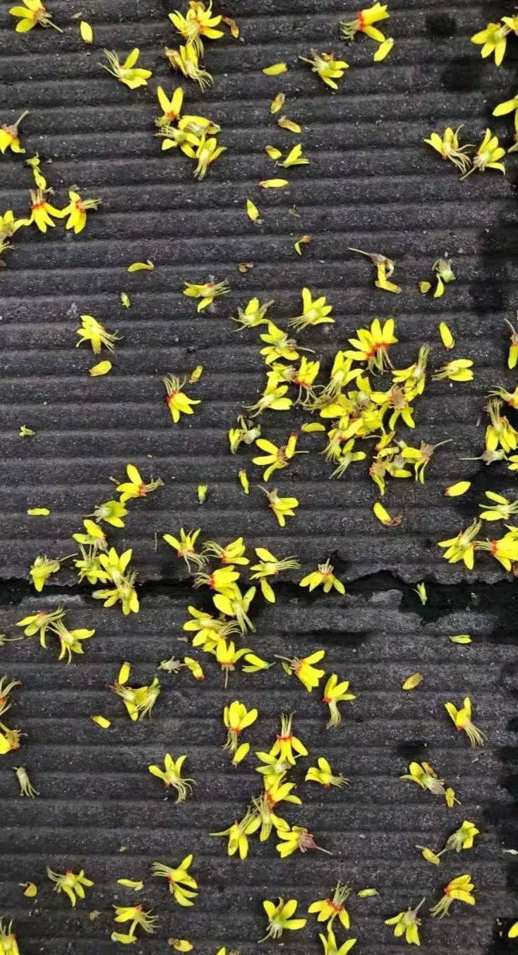 中国诗歌网QQ群诗友9月作品选