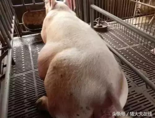 母猪难产怎么办？别怕，绝招在这！