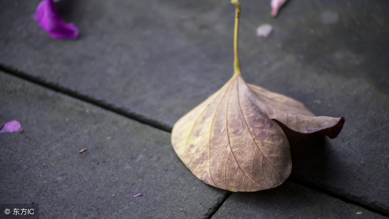 初中语文散文阅读理解,初中语文阅读思文