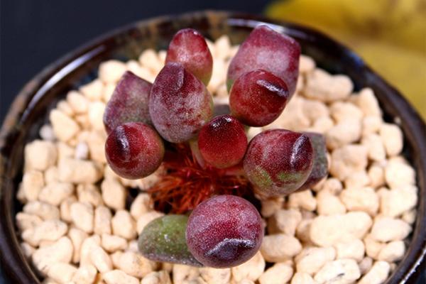 多肉植物水泡品种图片,最便宜的水泡多肉植物