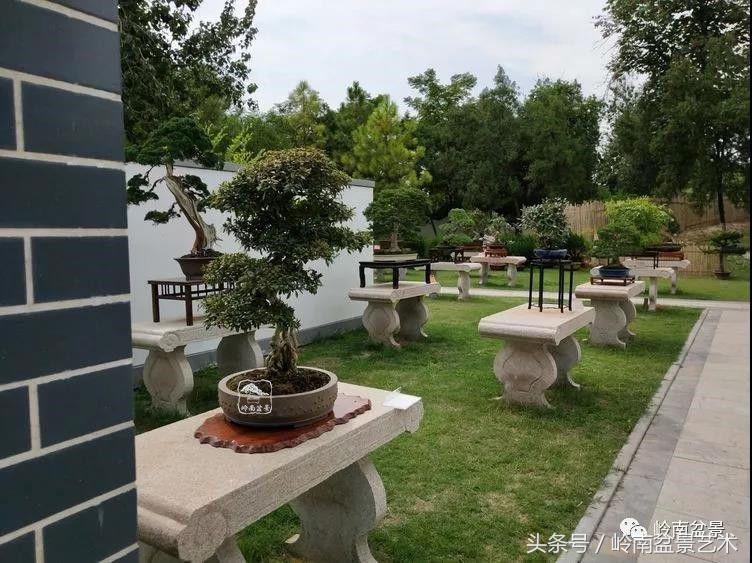 百年精品流苏老桩盆景,精品南天竺盆景