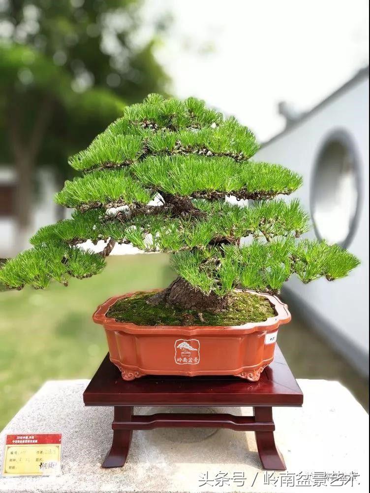 百年精品流苏老桩盆景,精品南天竺盆景