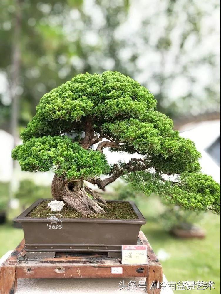 百年精品流苏老桩盆景,精品南天竺盆景