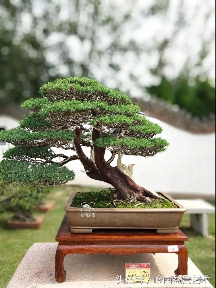 百年精品流苏老桩盆景,精品南天竺盆景