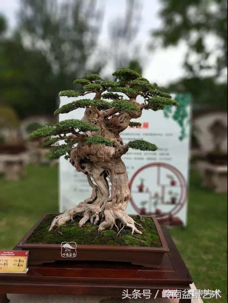 百年精品流苏老桩盆景,精品南天竺盆景