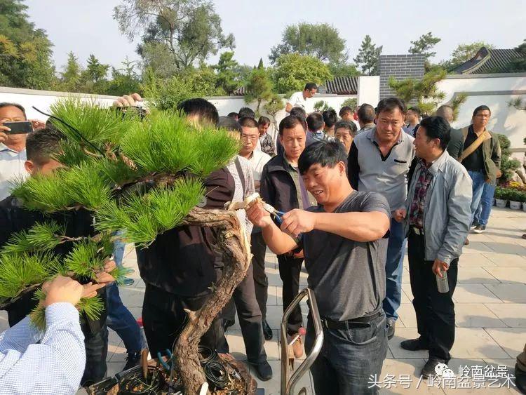 百年精品流苏老桩盆景,精品南天竺盆景