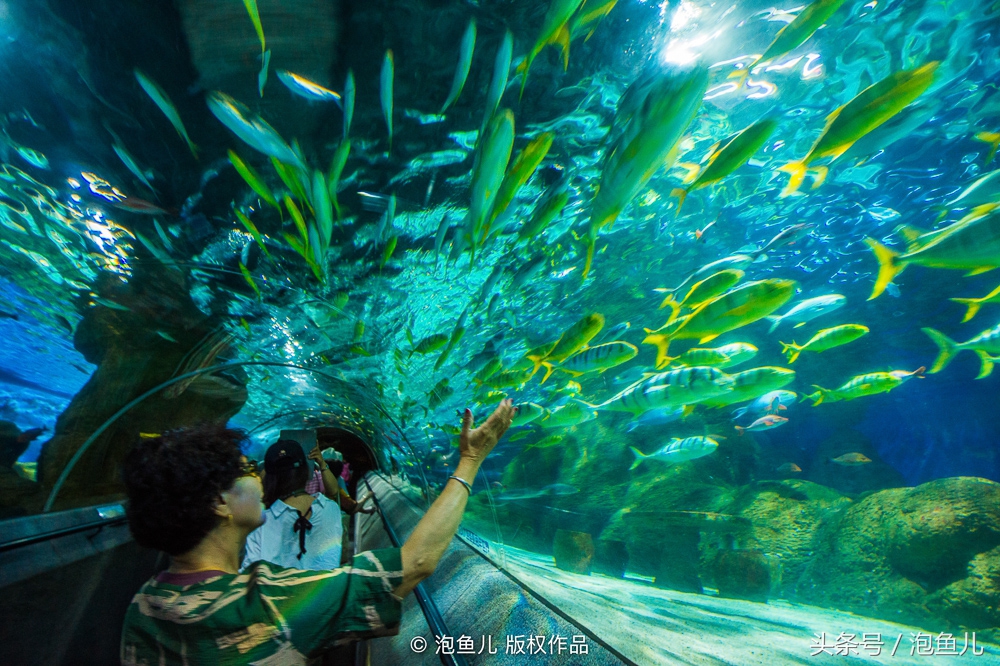 大连极地企鹅,南极企鹅求婚视频