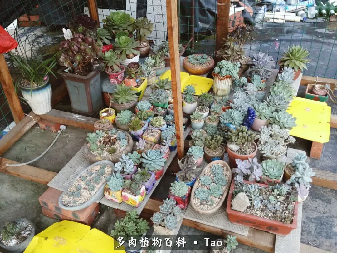 命运多舛，痴迷淡然，肉坚强们逆袭在秋天！