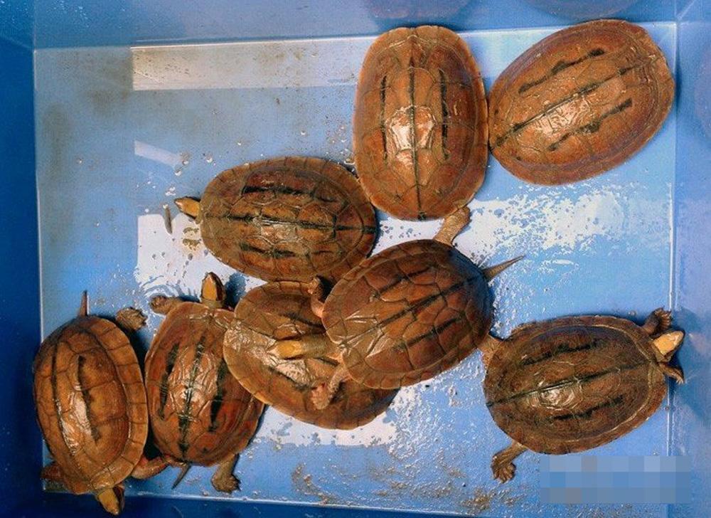 龟病症状,病龟各种症状