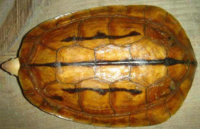 龟病症状,病龟各种症状