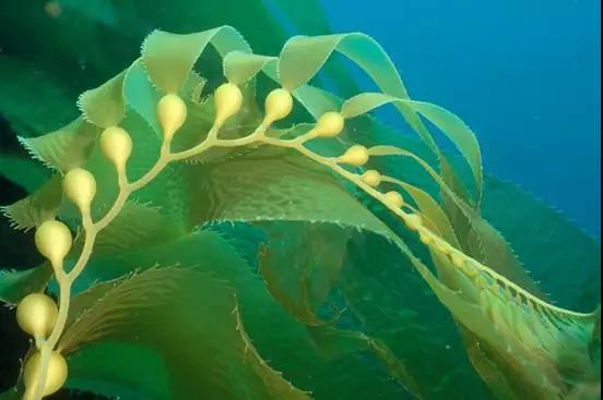 秦岚素裸妆,秦岚的护肤