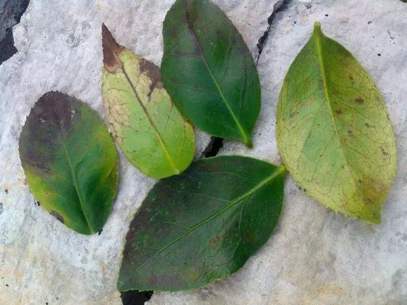 茶花炭疽病用什么药治最好,茶花炭疽病的症状和防治方法