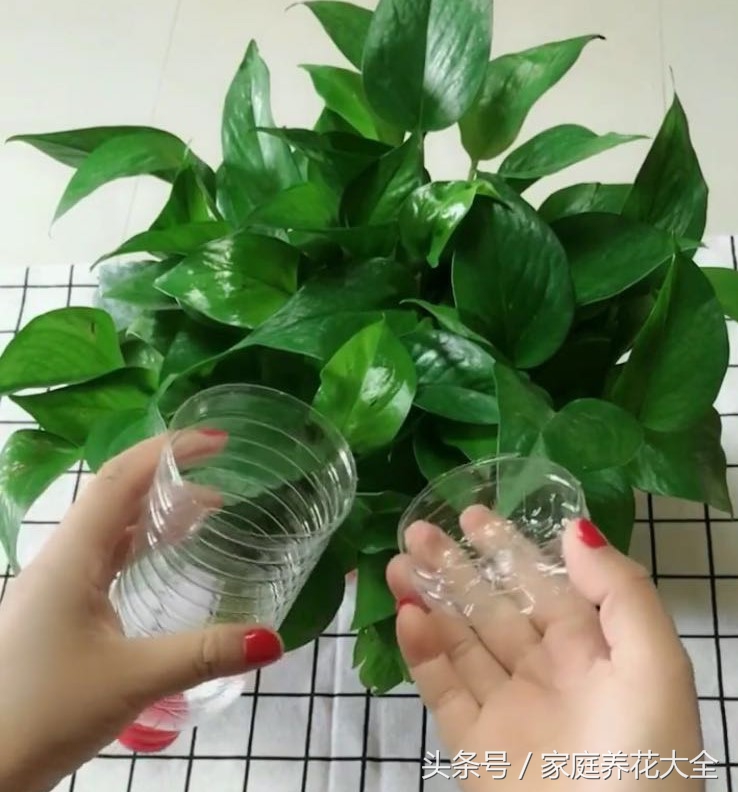 做浇花的小手工,水循环浇花手工制作