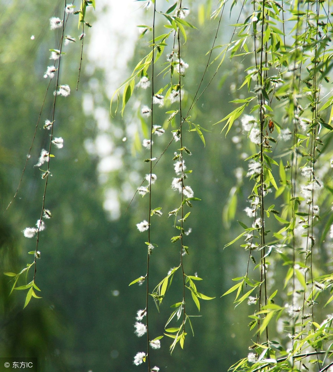 热泵这个部件最怕柳絮，严重可烧压缩机