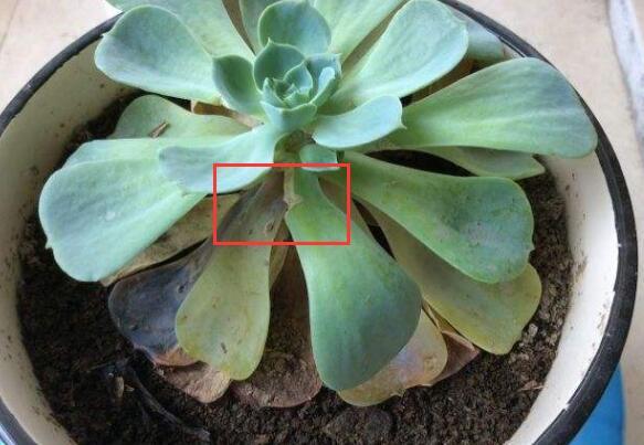 多肉玉蝶砍头后如何处理,多肉玉蝶秋天可不可以砍头扦插