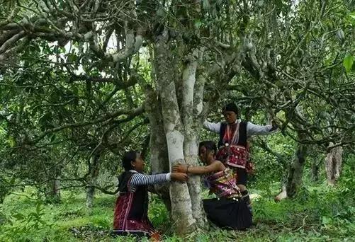 世界上有各种各样的树你听说过,世界上最美的树的排名