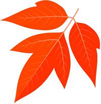 「优秀住院医师」孙晓彤：业精于勤，行成于思