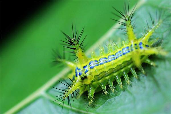 洋辣子蛰了痒疼难忍怎么治疗,洋辣子蜇伤老农