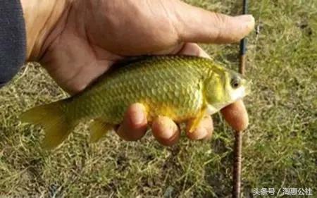 鲫鱼怎么钓才不动,鲫鱼野钓方法与技巧