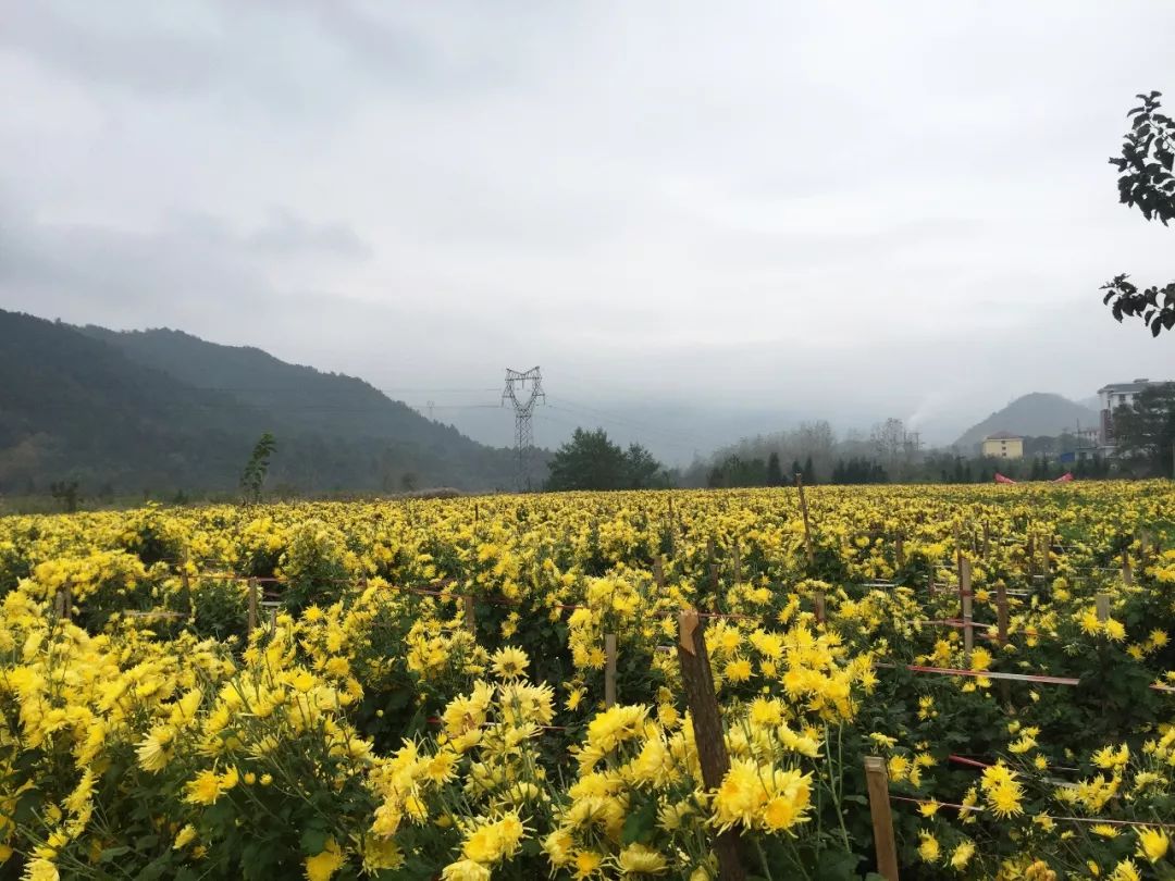 婺源金丝皇菊的故事,一朵一泡金丝皇菊