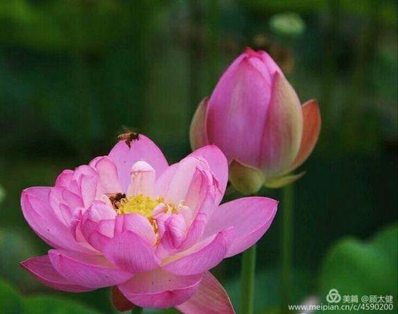 《白浪情丰收节、中秋节、国庆节休闲晚会》优秀作品选登