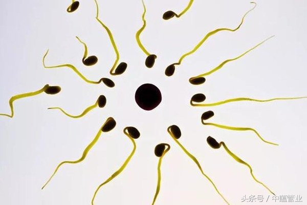 精子最快几个小时可以和卵子结合,最优秀的精子才会和卵子结合吗