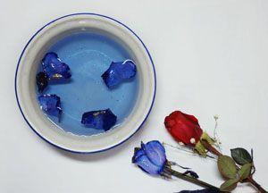 玫瑰花蓝色妖姬种子,玫瑰花蓝色妖姬好养吗