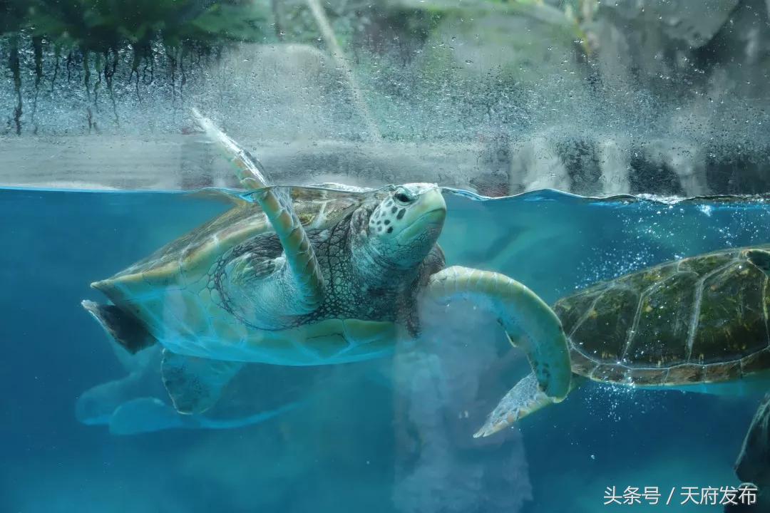 天府新区国庆哪里玩,国庆假期游玩攻略成都天府新区