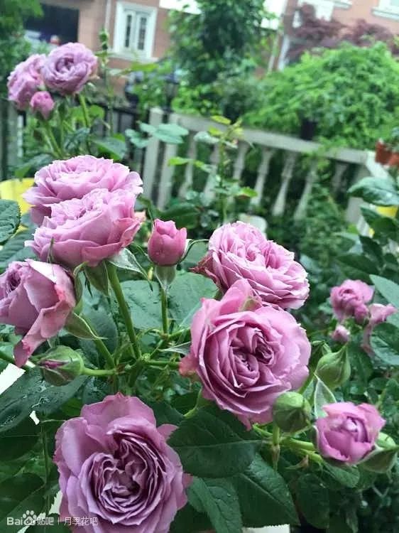 蓝紫色月季品种,39种紫藤品种