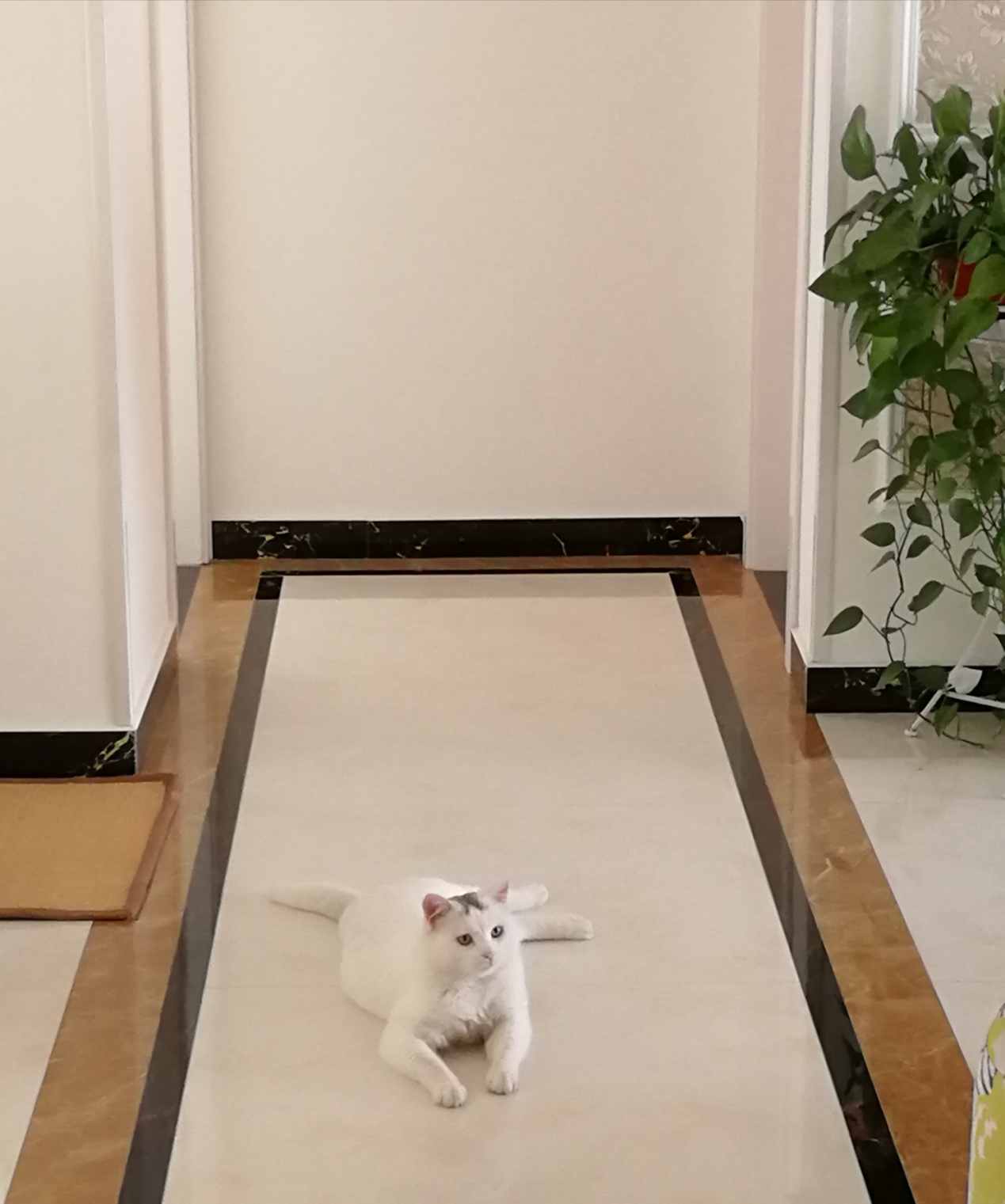 把流浪猫带回来应该怎么养,如何将流浪猫带回家并且将它驯服