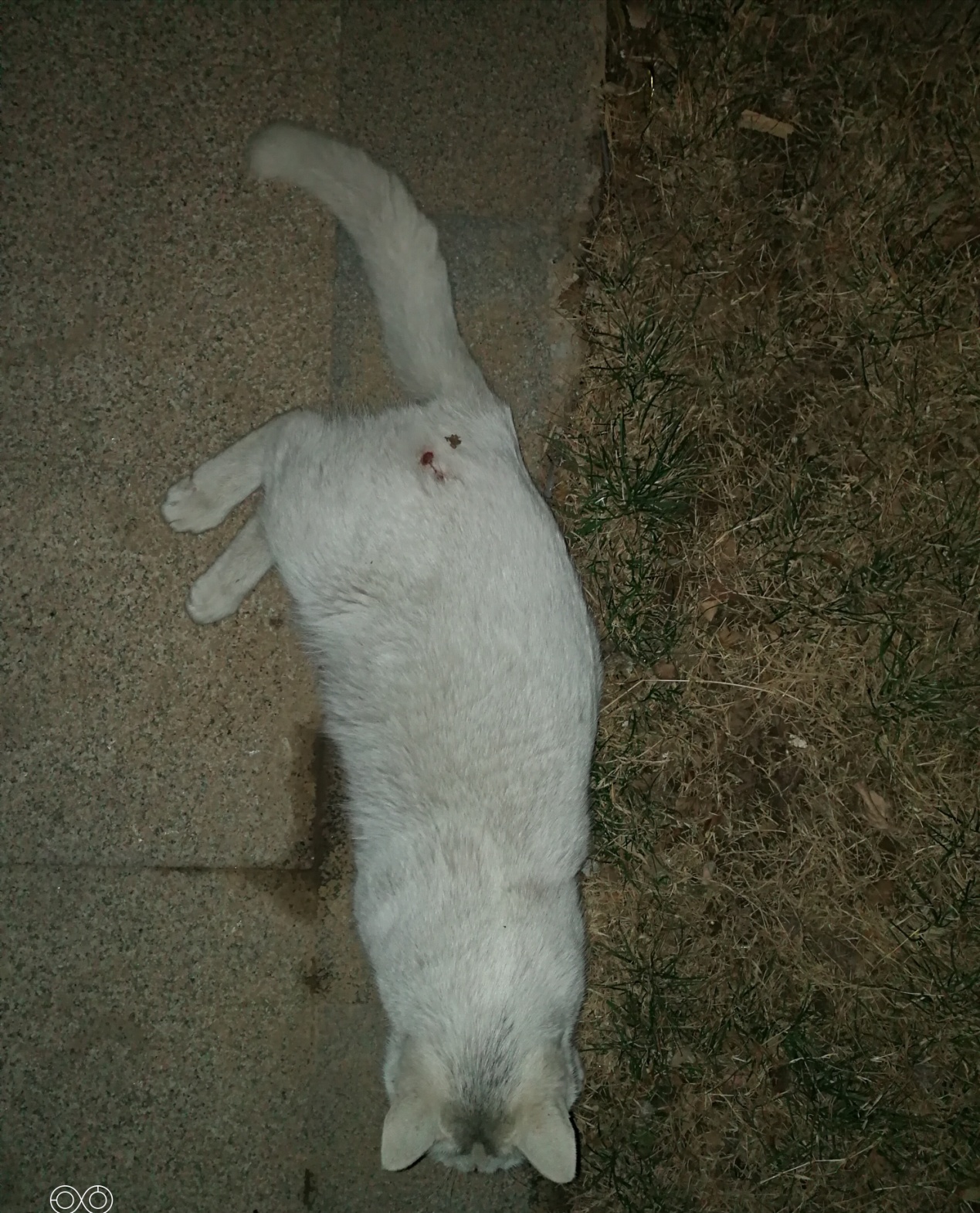 把流浪猫带回来应该怎么养,如何将流浪猫带回家并且将它驯服