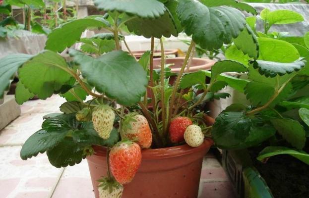 想在阳台种菜有哪些方法,阳台种菜如何准备土壤肥料