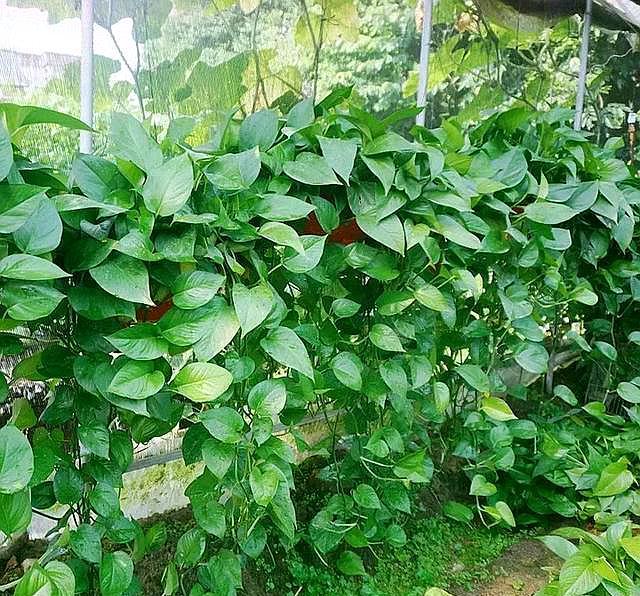 绿萝黄叶了该施什么肥,绿萝黄叶的原因及解决方法