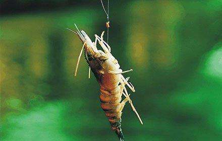 钓海虾有什么技巧,晚上钓海虾最简单方法