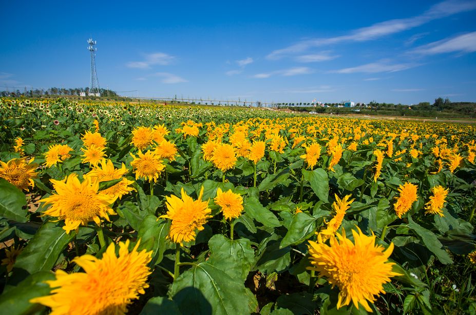 日照花仙子风景区现在能去吗,日照花仙子旅游景区2024年开放吗