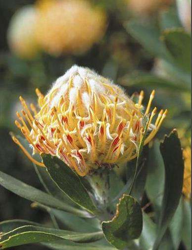 世界上长得最像外星植物的植物,植物界中神秘的植物