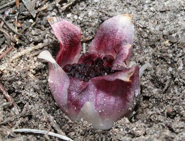 世界上长得最像外星植物的植物,植物界中神秘的植物