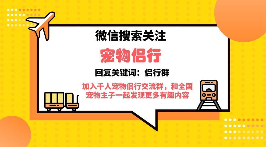 如何训练萨摩宝宝叼东西解放你的双手？快来学习这个技巧！